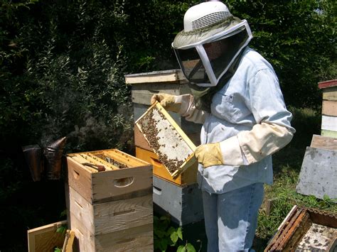 laney family honey|laney honey farm.